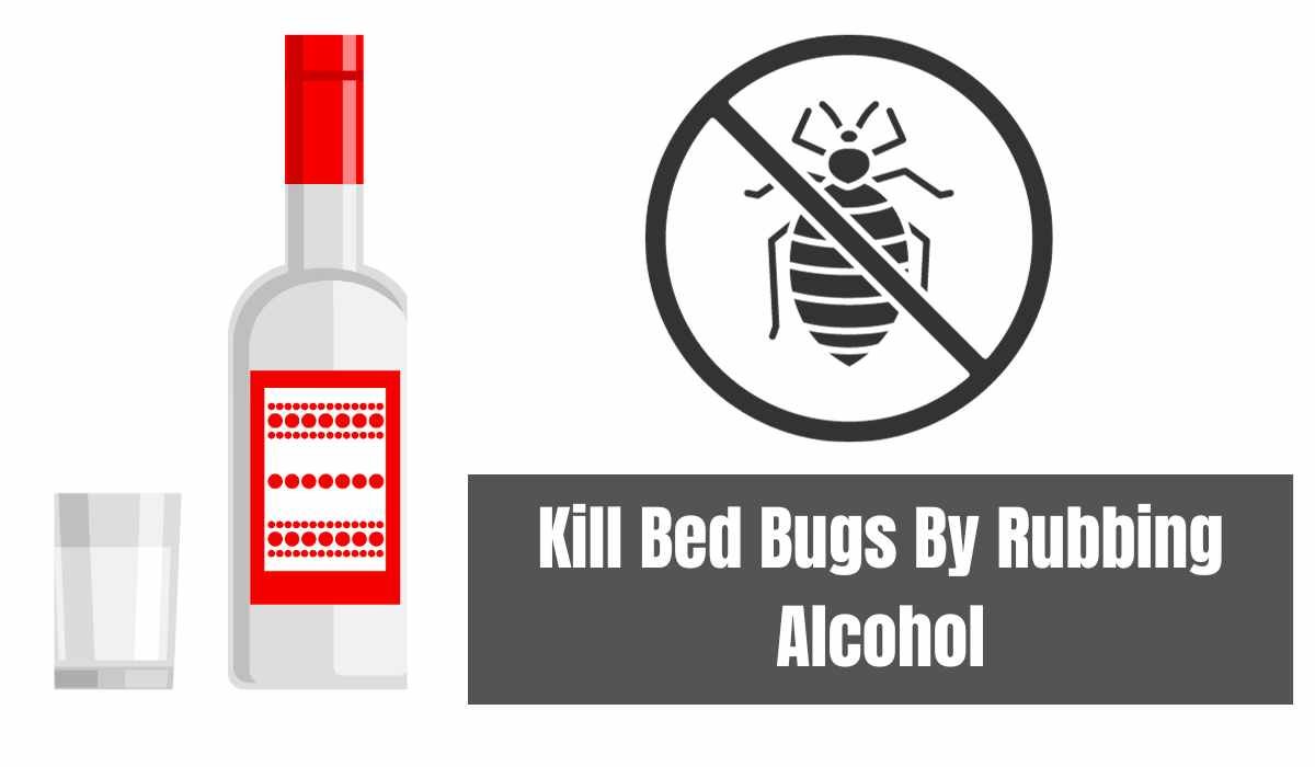 Does Rubbing Alcohol Kill Bed Bugs 𝐁𝐞𝐬𝐭𝐫𝐚𝐭𝐞𝐝𝐡𝐨𝐦𝐞