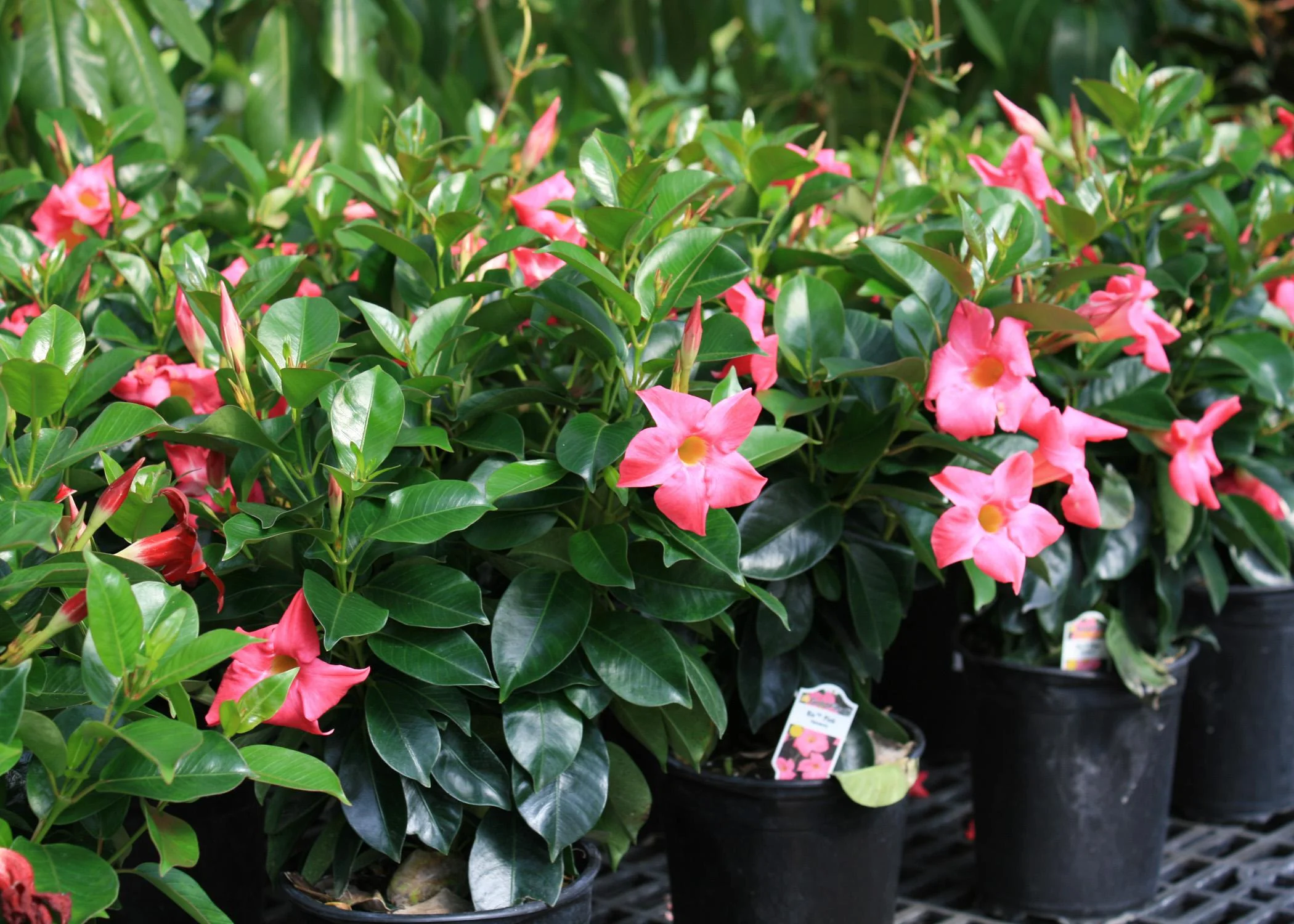 Dipladenia