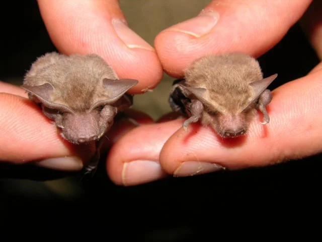 How to get rid of bats easily