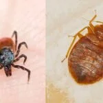 Ticks vs Bed Bugs
