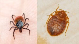 Ticks vs Bed Bugs