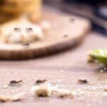 How to get rid of ants