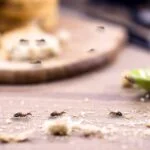 How to get rid of ants