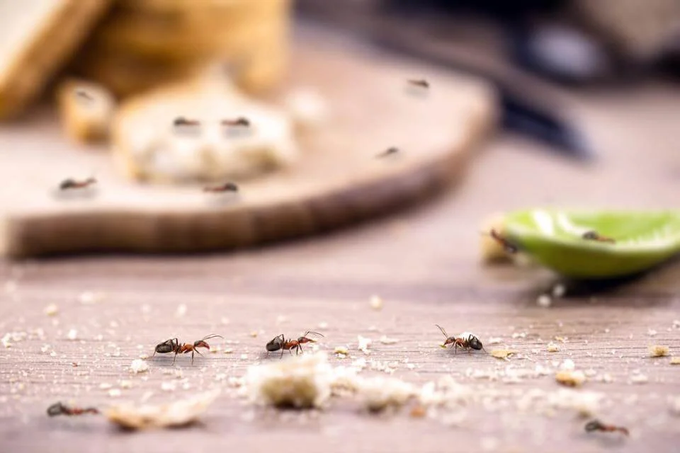 How to get rid of ants