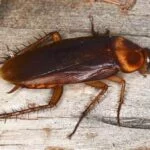 Palmetto Bug