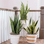 Snake Plants Care