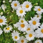 White Flowers