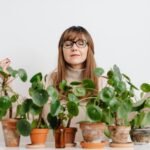 Chinese Money Plants Problems and Solutions