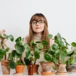 Chinese Money Plants Problems and Solutions