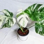 Monstera Albo