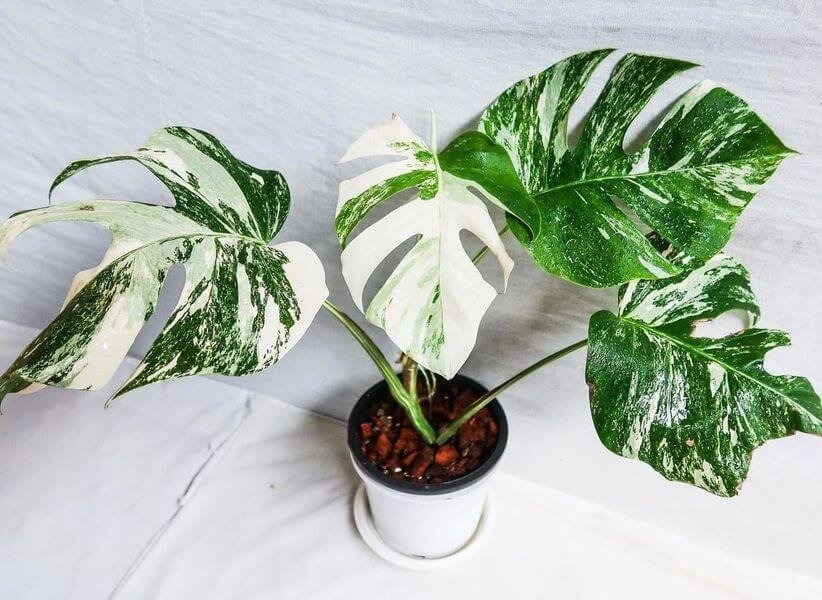 Monstera Albo