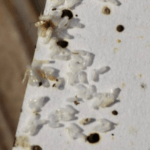 Bed Bug Eggs