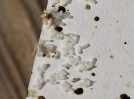 Bed Bug Eggs