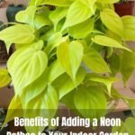 Neon Pothos