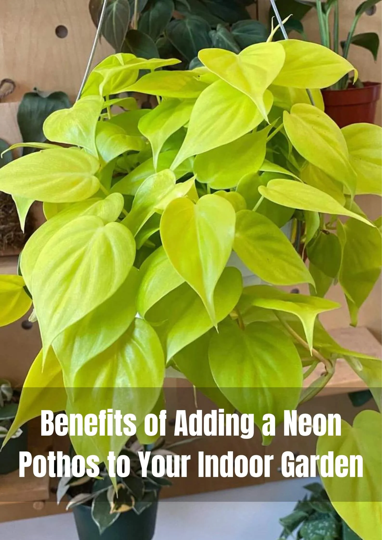 Neon Pothos