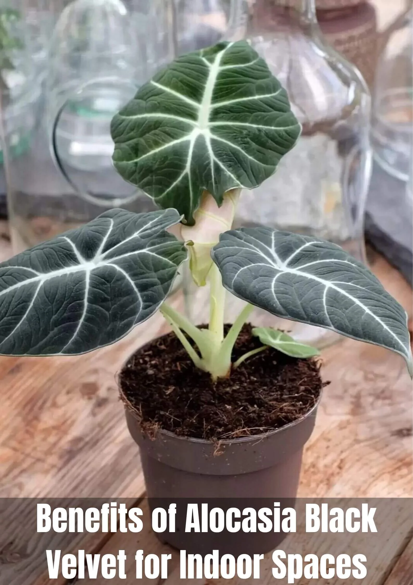 Alocasia Black Velvet
