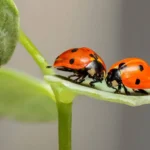 Do Ladybug Bites