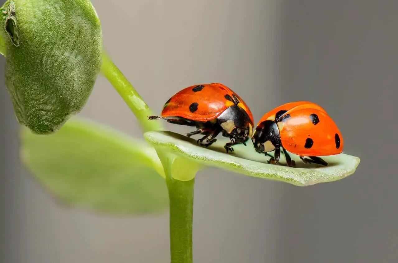 Do Ladybug Bites