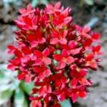 Kalanchoe Plants