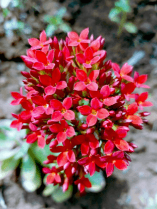 Kalanchoe Plants