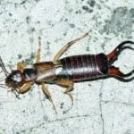 Pincher Bug