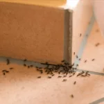 Ant Control