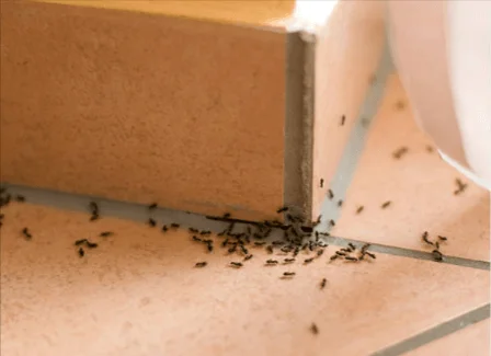 Ant Control