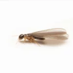 Flying Termites