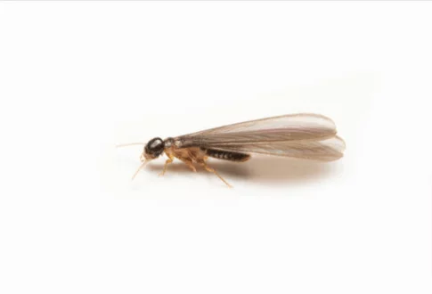 Flying Termites
