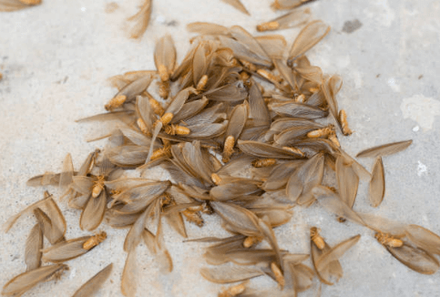 Flying Termites