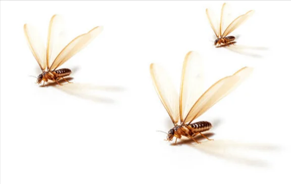 Flying Termites