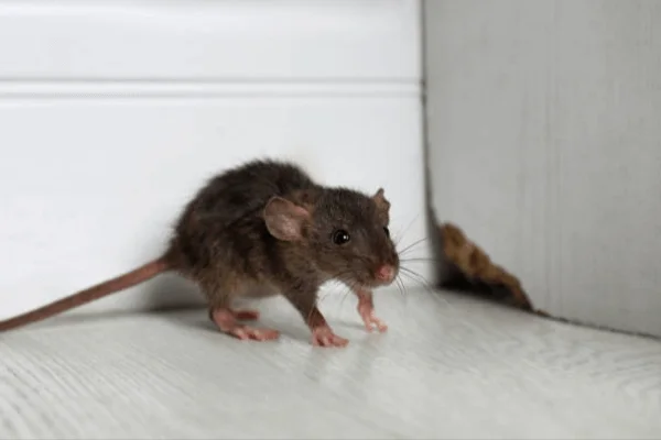 Rat Control