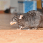 Why Rats are Bad