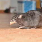 Why Rats are Bad