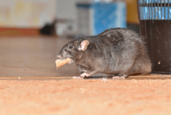 Why Rats are Bad