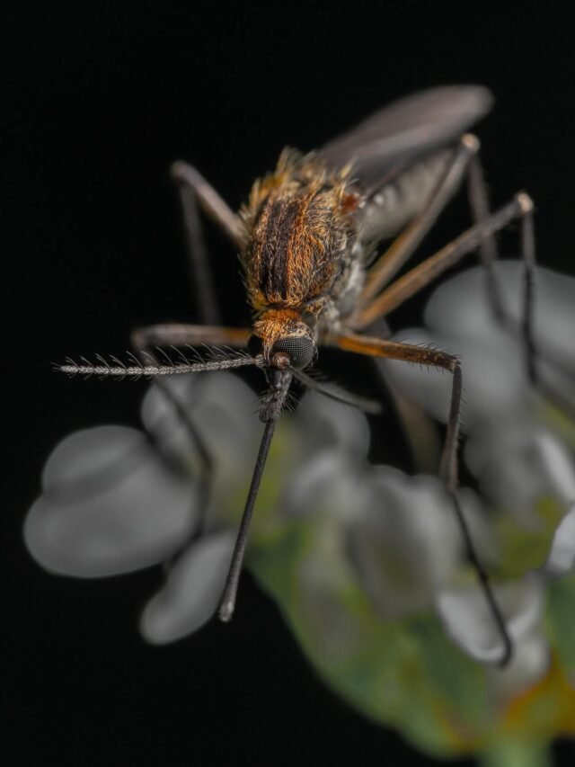 Mosquito Repel Plant