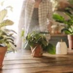 Alocasia Plant