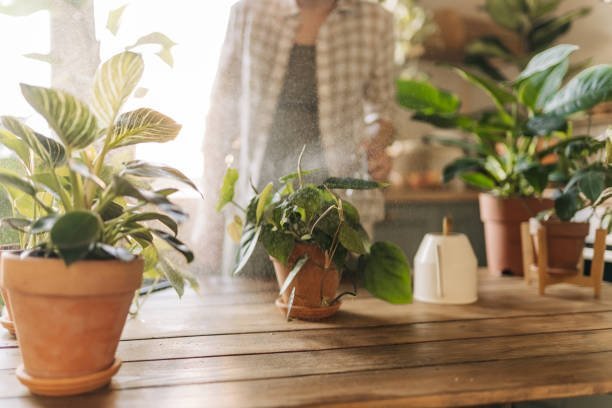 Alocasia Plant