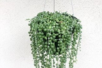 Pearl of string plant