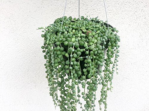 Pearl of string plant