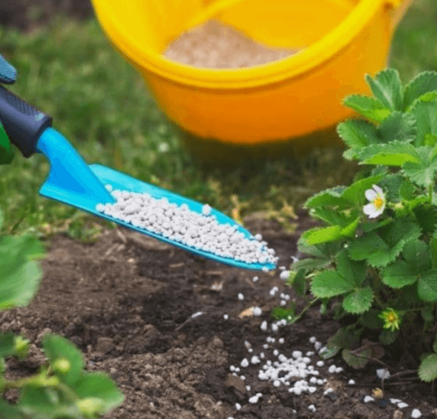 Strawberry Fertilizer