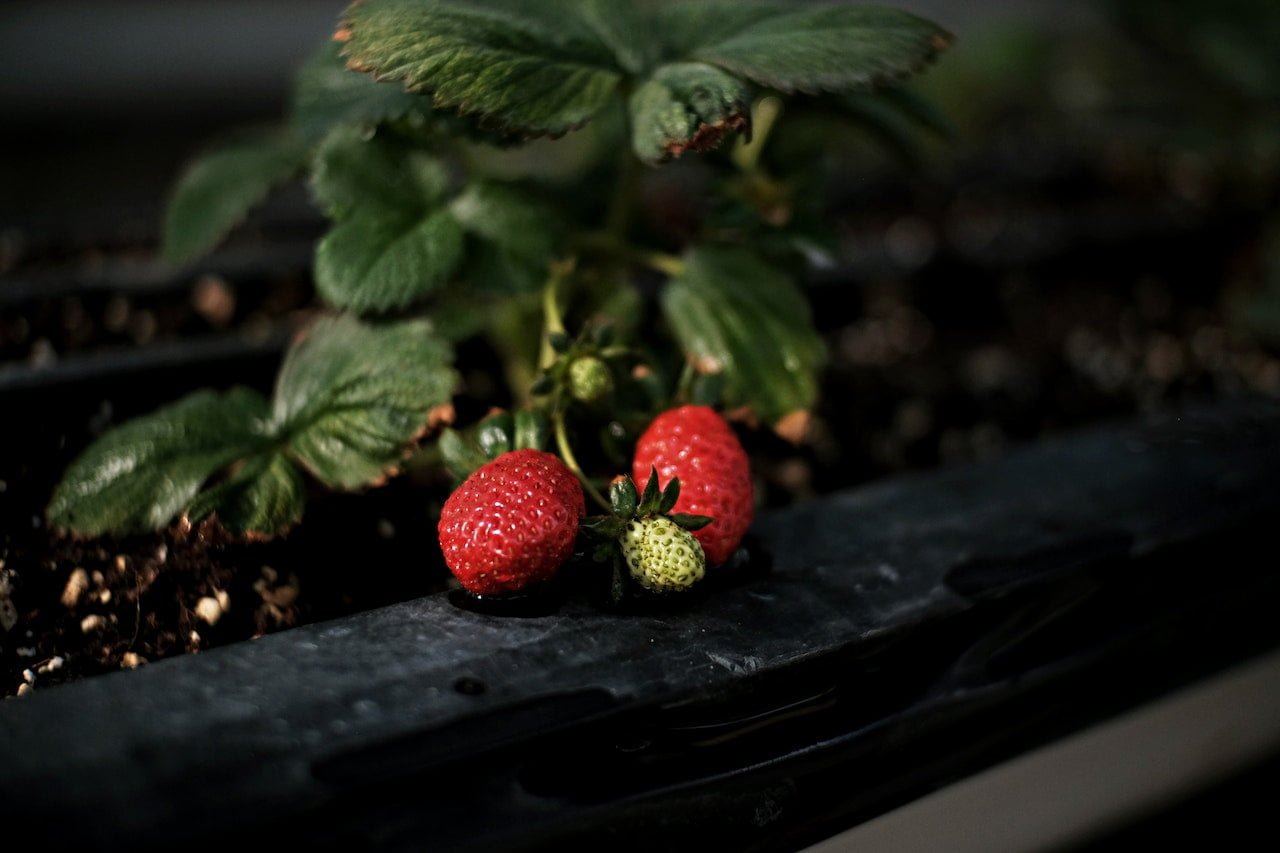 Strawberry Plant