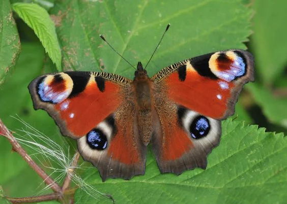 Types of Butterfly
