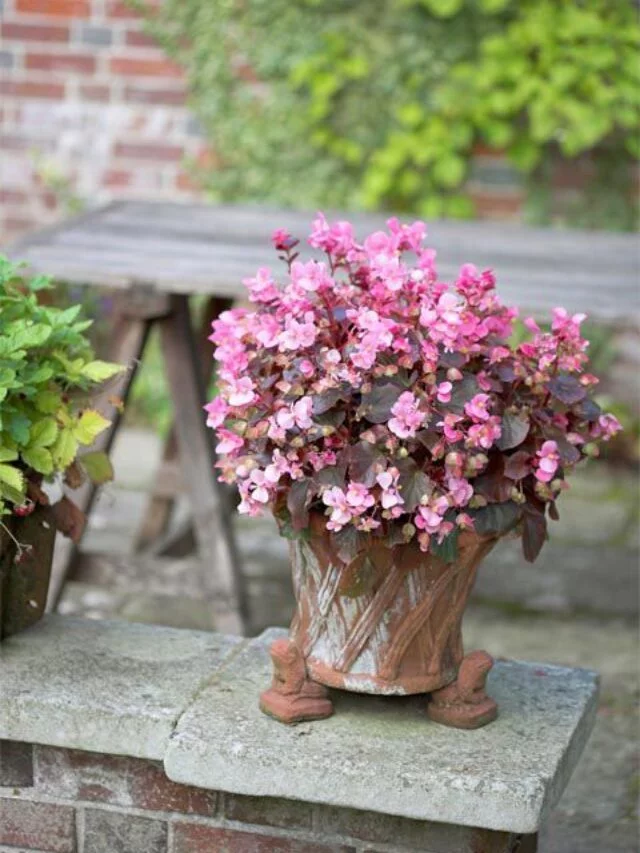 These are the Perfect Outdoor Plant Based on Your Star Sign