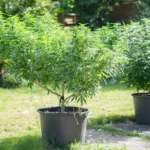 Cannabis