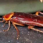 Roaches Prevention