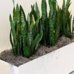 Snake Plants
