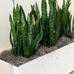 Snake Plants