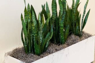 Snake Plants