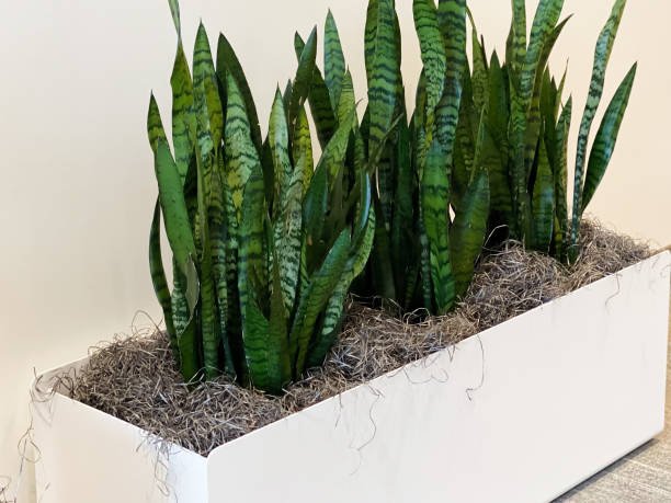 Snake Plants